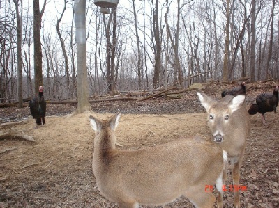 whitetail does and turkeys